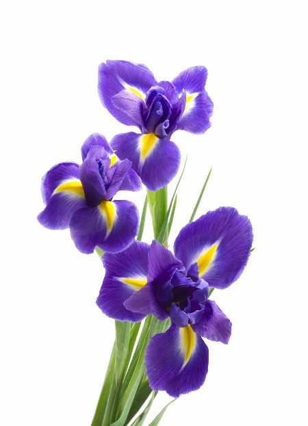 Iris Blue Magic
